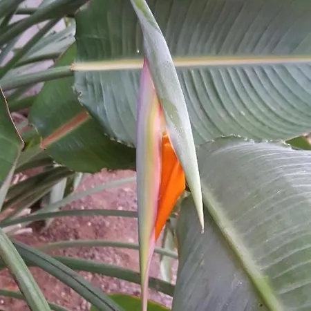 Strelitzia Park San Miguel de Abona