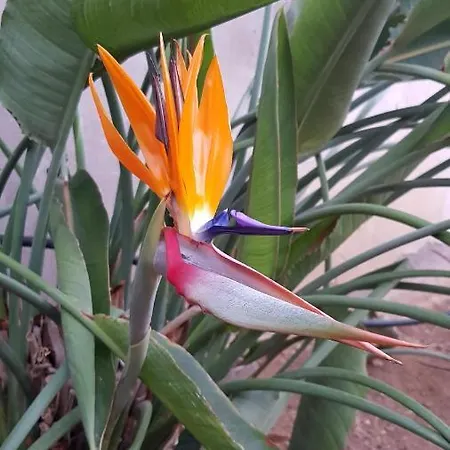 公寓式酒店 Strelitzia Park